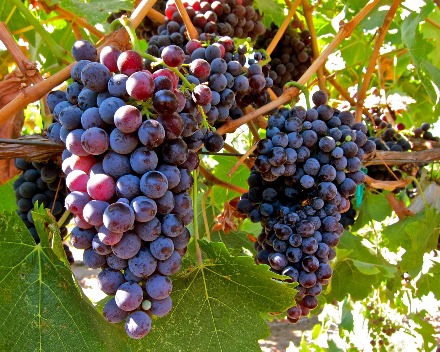 Red Wines