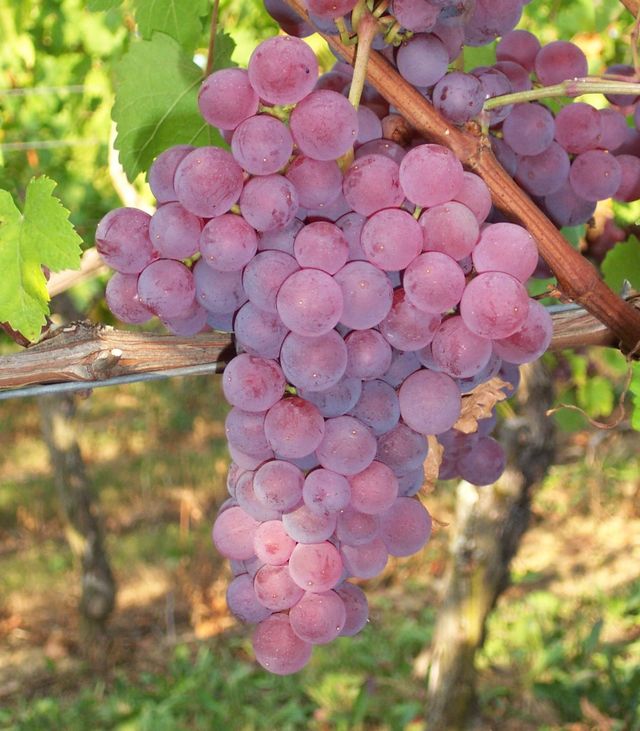 Rosé Wines
