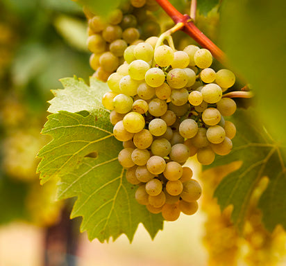 White Wines